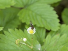 Platycheirus