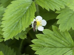 Platycheirus