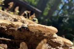 Vanderbylia robiniophila