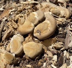 Vanderbylia robiniophila