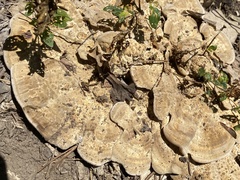 Vanderbylia robiniophila