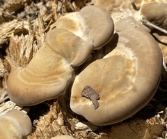 Vanderbylia robiniophila