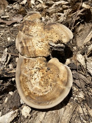 Vanderbylia robiniophila