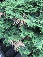 Pestalotiopsis funerea