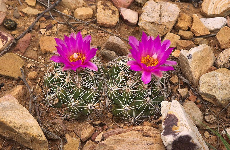 Escobaria hesteri