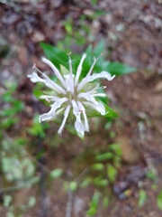 Monarda austroappalachiana
