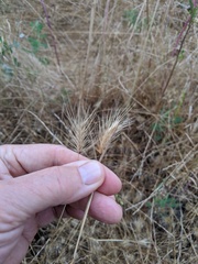 Hordeum intercedens