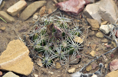 Escobaria hesteri hesteri