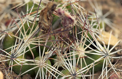 Escobaria hesteri hesteri