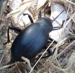 Blaps lusitanica