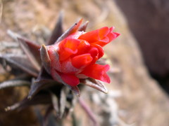 Tillandsia edithae