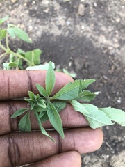 Angiospermae