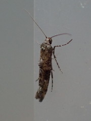 Epermenia