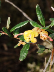 Grevillea chrysophaea