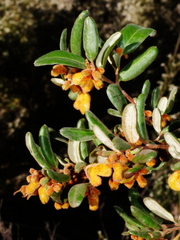 Grevillea chrysophaea