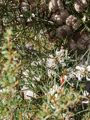 Hakea decurrens physocarpa