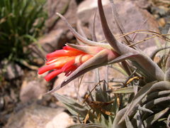 Tillandsia edithae