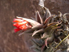 Tillandsia edithae