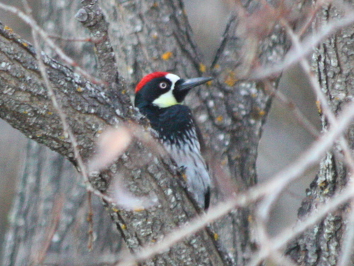 Melanerpes formicivorus