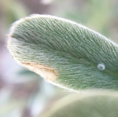 Icaricia icarioides missionensis