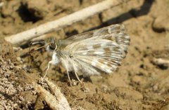 Muschampia baeticus