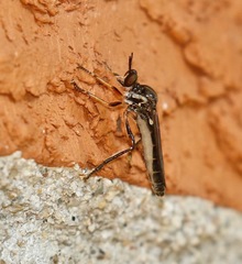 Dioctria hyalipennis