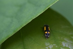 Ptosima gibbicollis