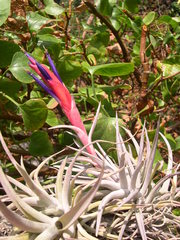 Tillandsia harrisii