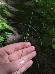 Poa alsodes