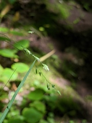 Poa alsodes