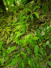Poa alsodes