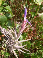 Tillandsia hondurensis