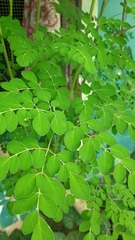 Moringa