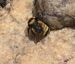 Bombus borealis image