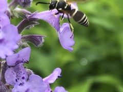 Ancistrocerus waldenii