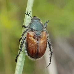 Anisoplia remota