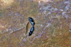 Melanactes