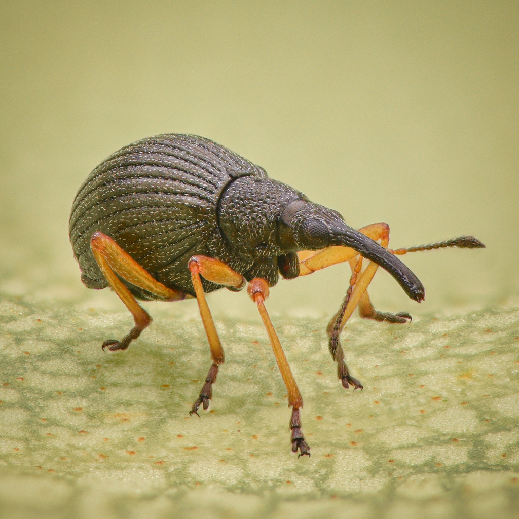 White Clover Seed Weevil (Protapion fulvipes)