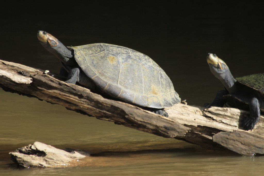 Giant Amazon River Turtle
