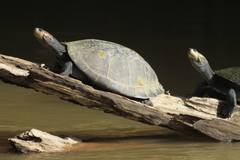 Giant Amazon River Turtle photo 1