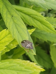 Holcostethus abbreviatus