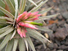 Tillandsia mauryana