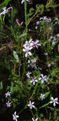 Philotheca reichenbachii