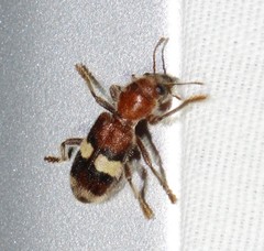 Enoclerus quadrisignatus
