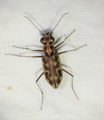 Ellipsoptera