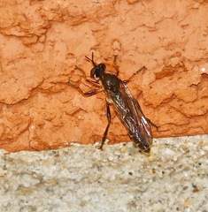Dioctria hyalipennis