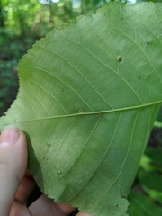 Caryomyia cilidolium