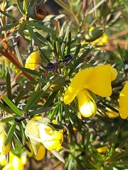 Gompholobium grandiflorum