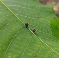 Caryomyia cilidolium