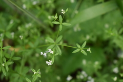 Galium obtusum